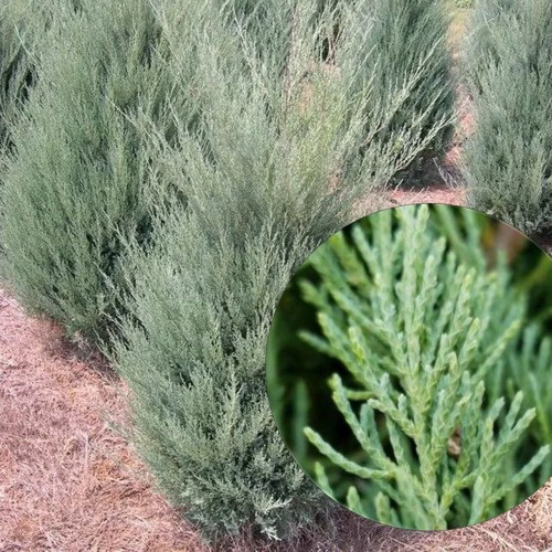Juniperus virginiana 'Burkii' - Virgiinia kadakas 'Burkii' P9/0,55L